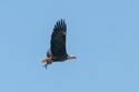 Eagle with a fish at Eastern Neck National Wildlife Refuge near Rock Hall, Maryland.  Not a sharp image, but this was one of my first eagle sightings in flight with a fish and I was happy to get it.