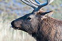 Elk in Yellowstone.