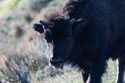 Yellowstone bison calf.