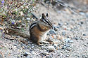 A ground squirrel gets a snack.