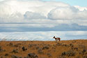 Pronghorn on the move, Montana.
