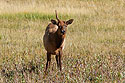 Elk in Yellowstone, something is not quite right.