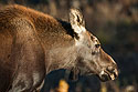 Moose, Grand Teton.