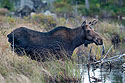 Moose, Baxter State Park, Maine.