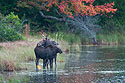 Moose cow-calf pair, Baxter State Park, Maine.