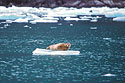Harbor seal near LeConte Glacier.