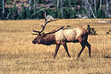 Bull elk, Yellowstone.  Scanned from slide.