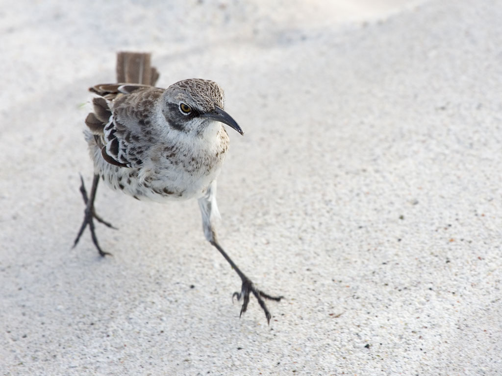 Mockingbird, Gardner Bay, Espanola Island, Galapagos.  Click for next photo.