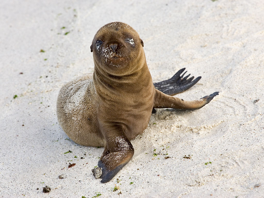 Sea lion, Gardner Bay, Espanola Island, Galapagos.  Click for next photo.