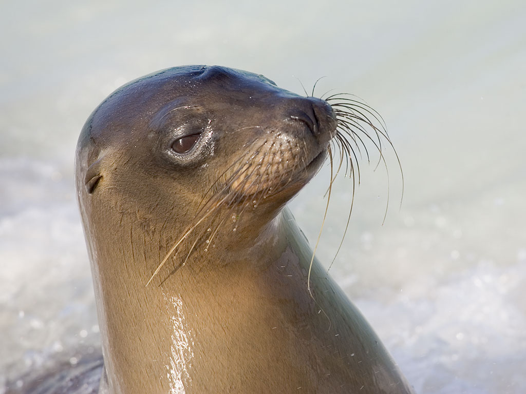 Sea lion, Gardner Bay, Espanola Island, Galapagos.  Click for next photo.