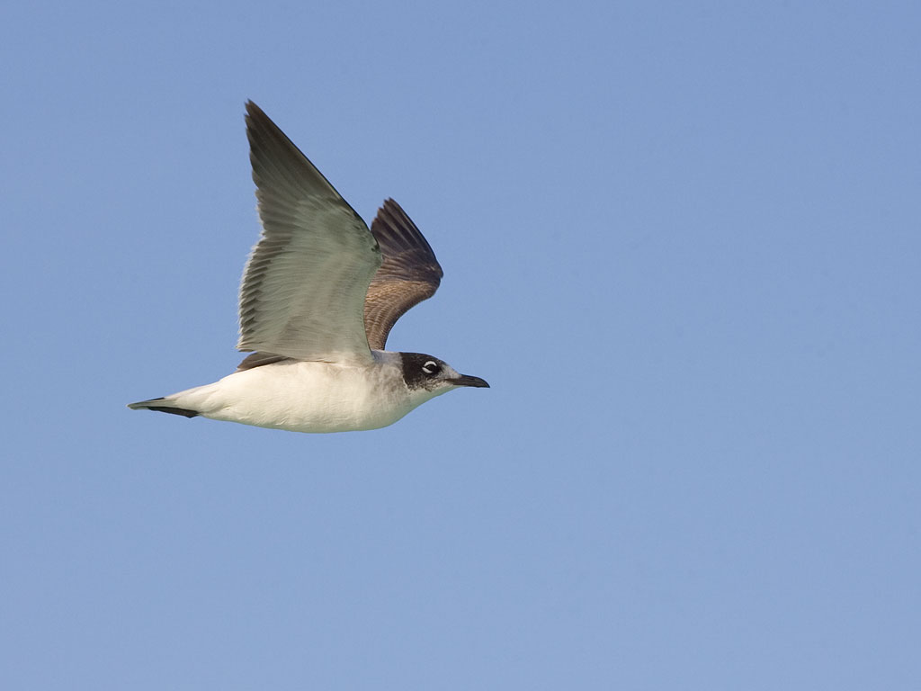 Gull, Gardner Bay, Espanola Island, Galapagos.  Click for next photo.