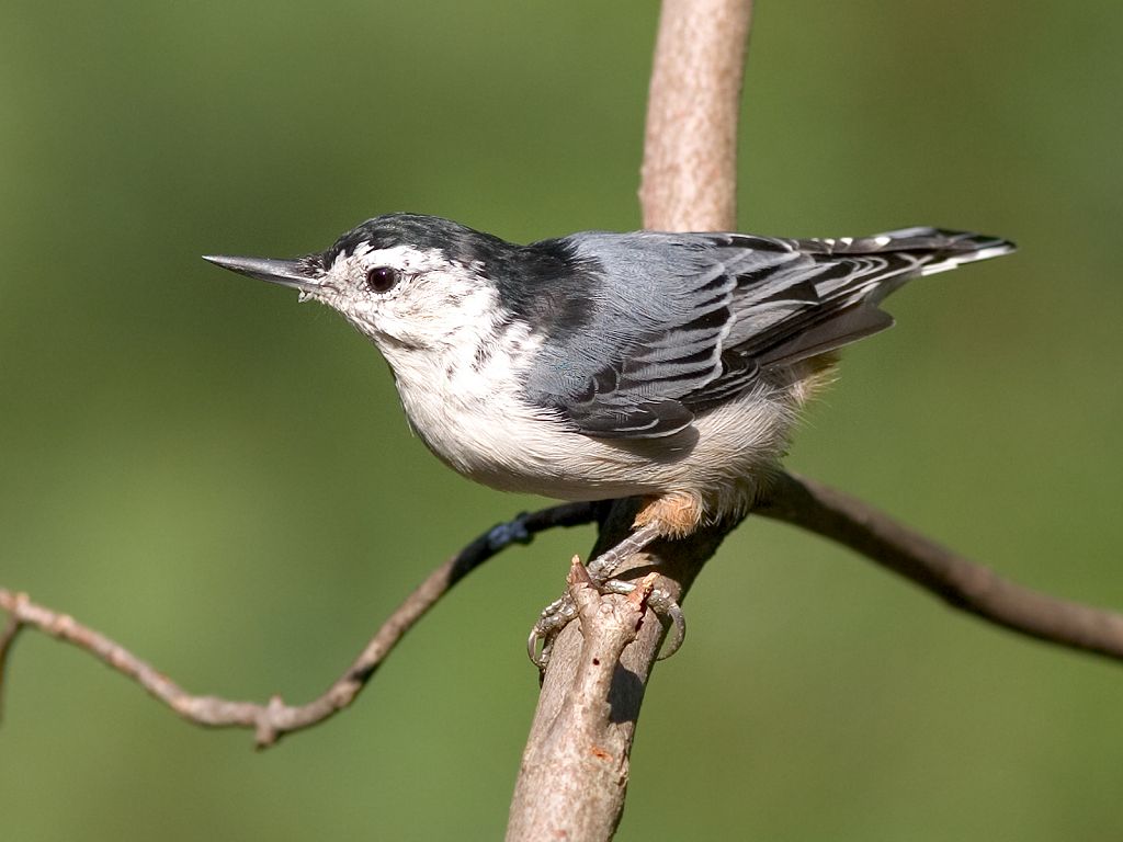 Nuthatch.  (Mark II)  Click for next photo.