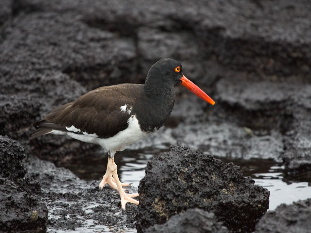 Oystercatcher, Floreana Island, Galapagos.  Click for next photo.