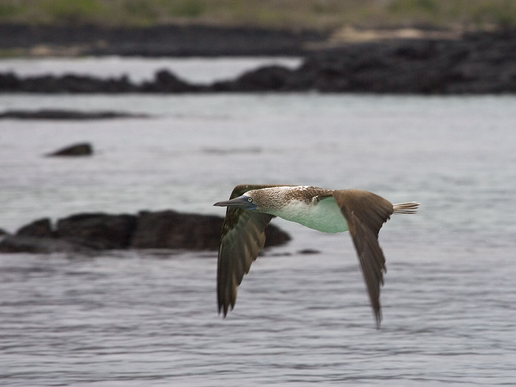 Blue-footed booby, Floreana Island, Galapagos.  Click for next photo.