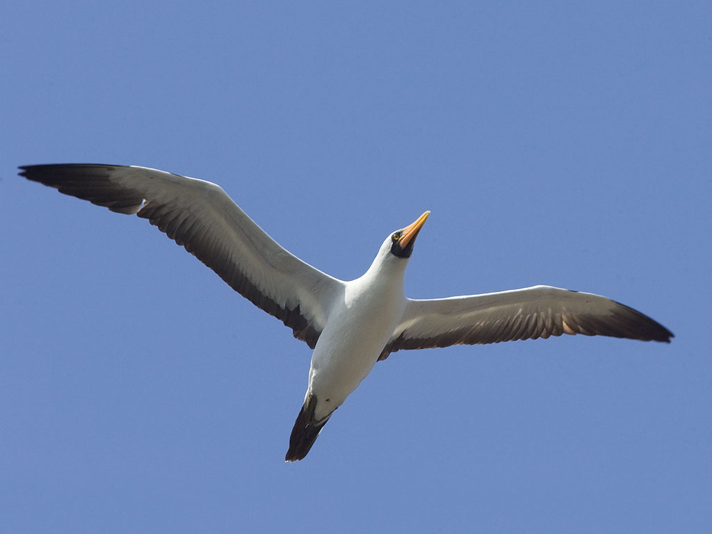 Nazca booby, Floreana Island, Galapagos.  Click for next photo.
