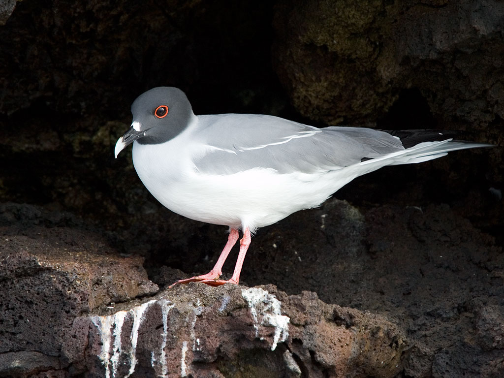 Gull, Champion Islet, Galapagos.  Click for next photo.