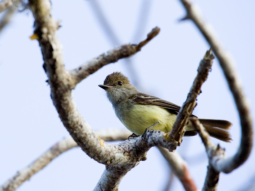 Yellow warbler, Floreana Island, Galapagos.  Click for next photo.