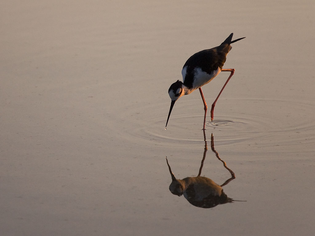 Black-necked Stilt at sunset, Floreana Island, Galapagos.  Click for next photo.