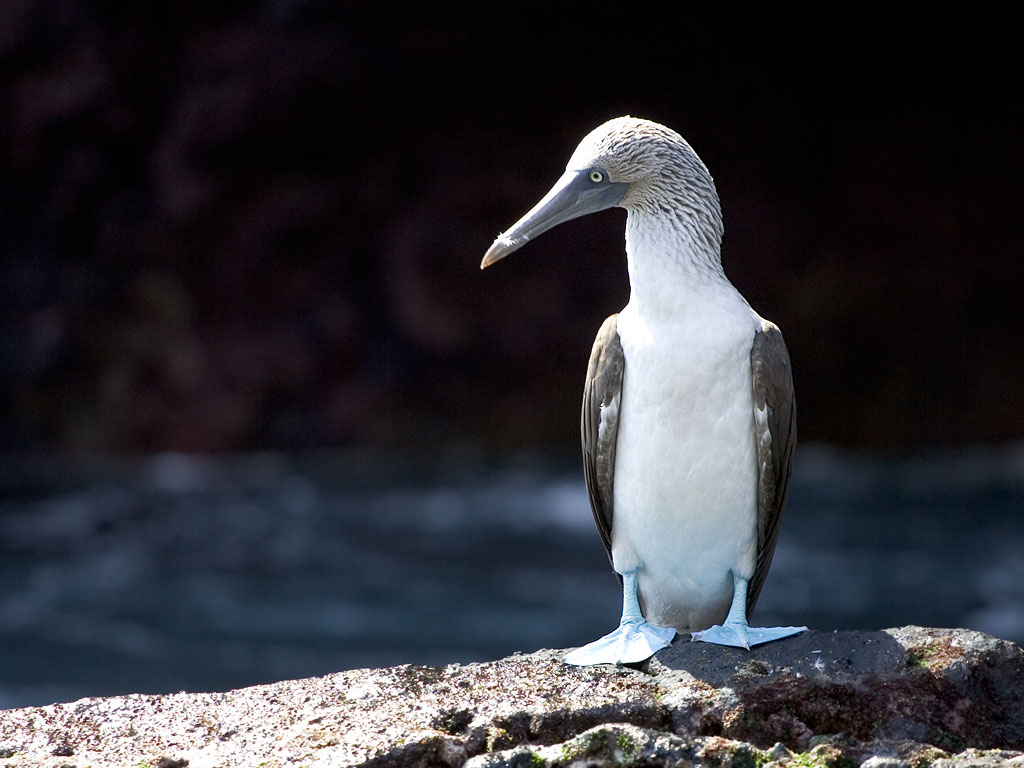 Blue-footed booby, Punta Vicente Roca, Isabela Island, Galapagos.  Click for next photo.