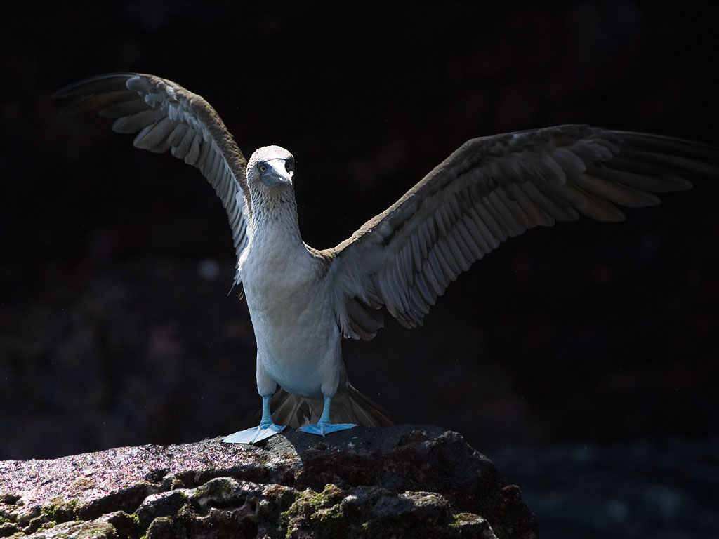 Blue-footed booby, Punta Vicente Roca, Isabela Island, Galapagos.  Click for next photo.