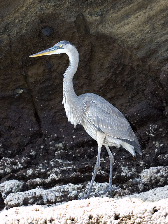 Blue heron, Punta Vicente Roca, Isabela Island, Galapagos.  Click for next photo.