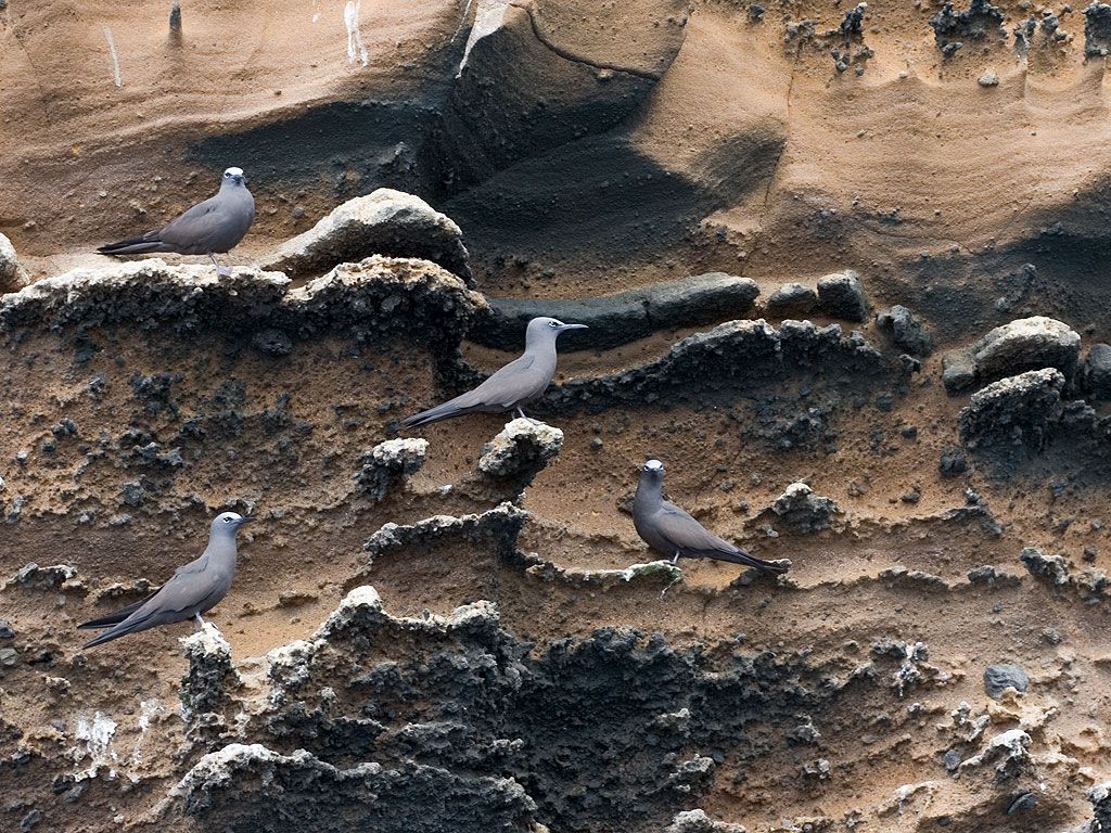 Sooty terns, Punta Vicente Roca, Isabela Island, Galapagos.  Click for next photo.