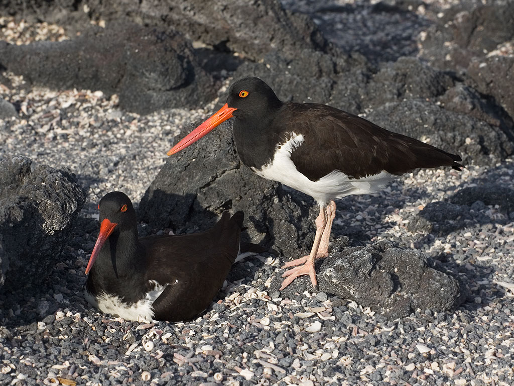 Nesting Oystercatchers, Punta Espinosa, Fernandina Island, Galapagos.  Click for next photo.