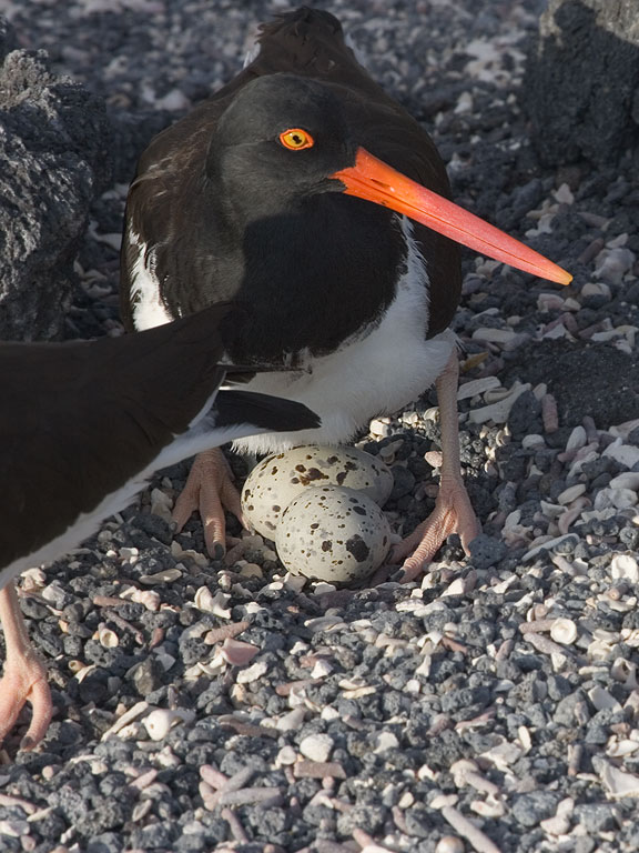 Oystercatchers change places on the nest, Punta Espinosa, Fernandina Island, Galapagos.  Click for next photo.