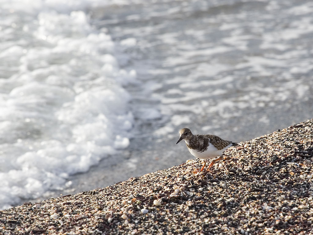 Plover, Punta Espinosa, Fernandina Island, Galapagos.  Click for next photo.