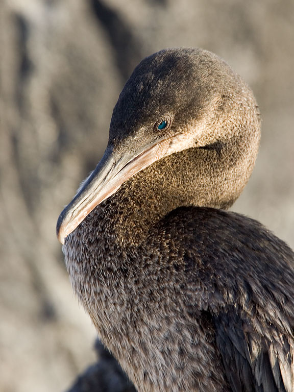 Flightless cormorant, Punta Espinosa, Fernandina Island, Galapagos.  Click for next photo.