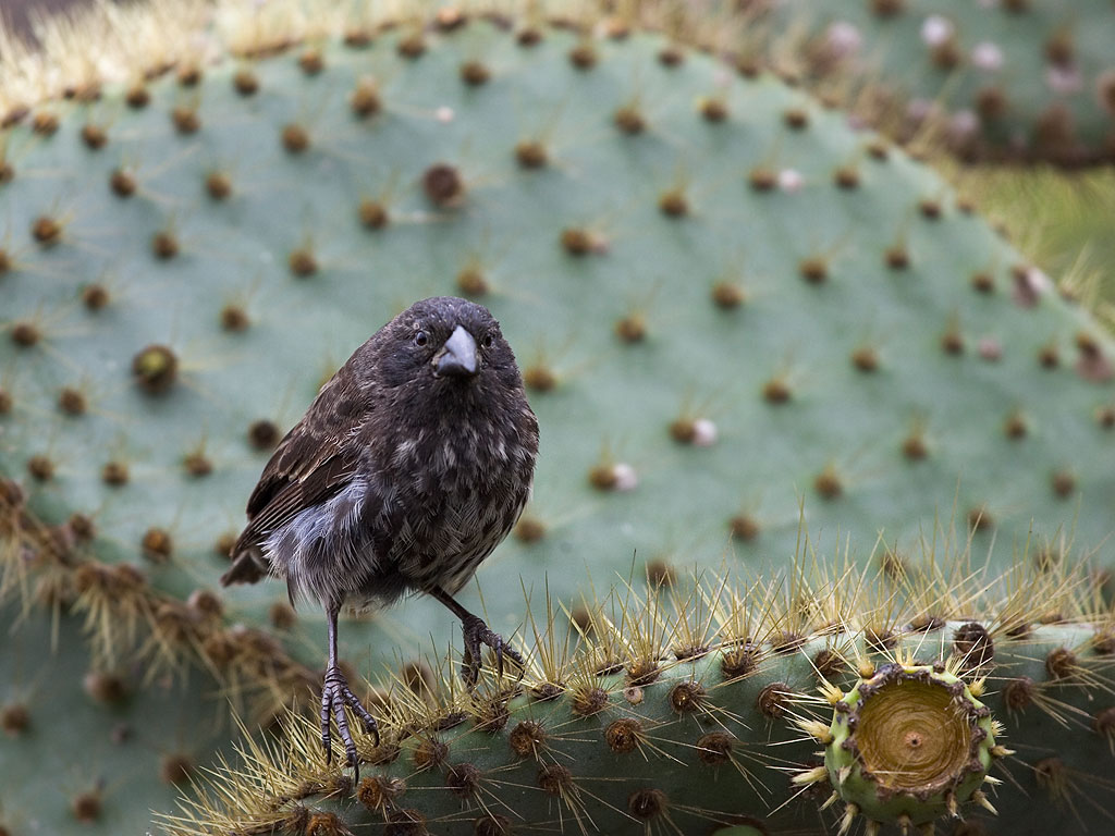 Finch, Charles Darwin Research Station, Santa Cruz Island, Galapagos.  Click for next photo.