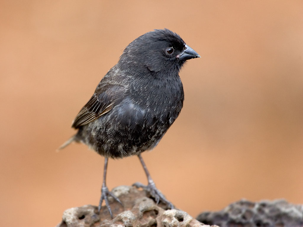 Finch, Charles Darwin Research Station, Santa Cruz Island, Galapagos.  Click for next photo.