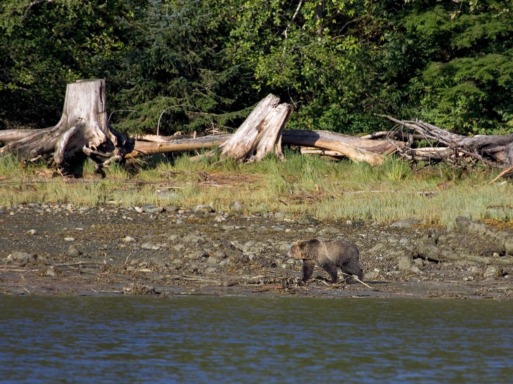 Grizzly bear on the shore, Knight Inlet, British Columbia.  Click for next photo.