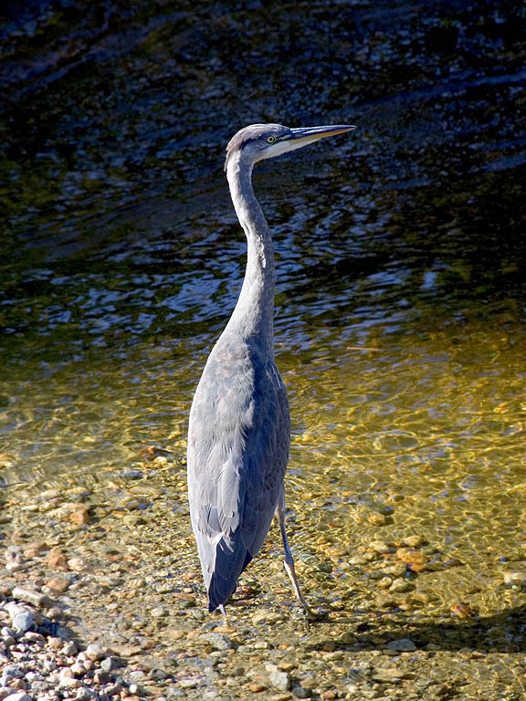 Blue heron shares the river with the bears, Knight Inlet, British Columbia.  Click for next photo.