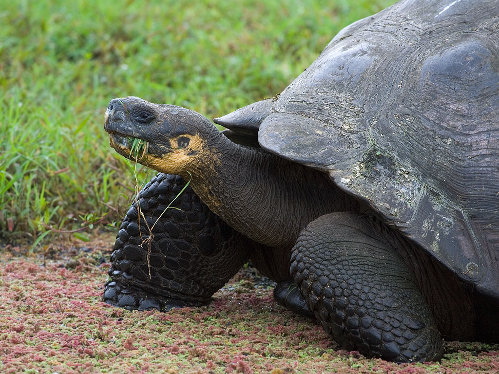 Galapagos Tortoise, Santa Cruz Island, Galapagos.  Click for next photo.