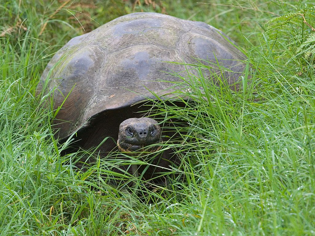Galapagos Tortoise, Santa Cruz Island, Galapagos.  Click for next photo.