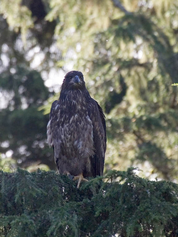 Young bald eagle, Knight Inlet, British Columbia.  Click for next photo.