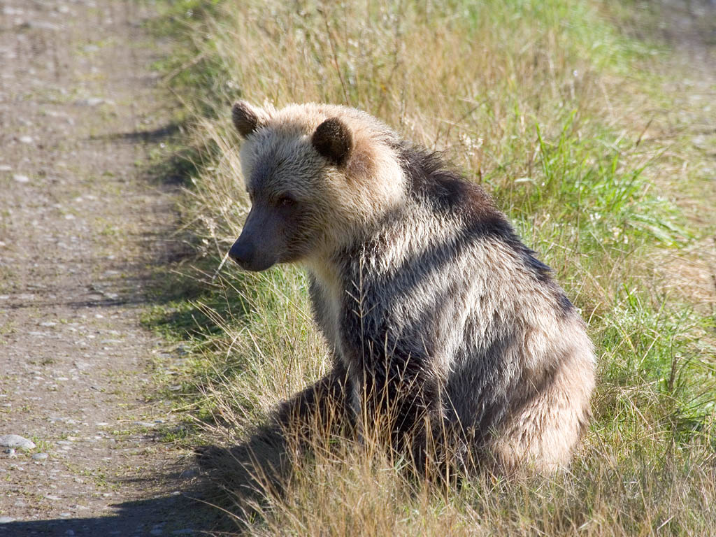 Grizzly bear yearling cub blocks the only road out, Knight Inlet, British Columbia.  Click for next photo.