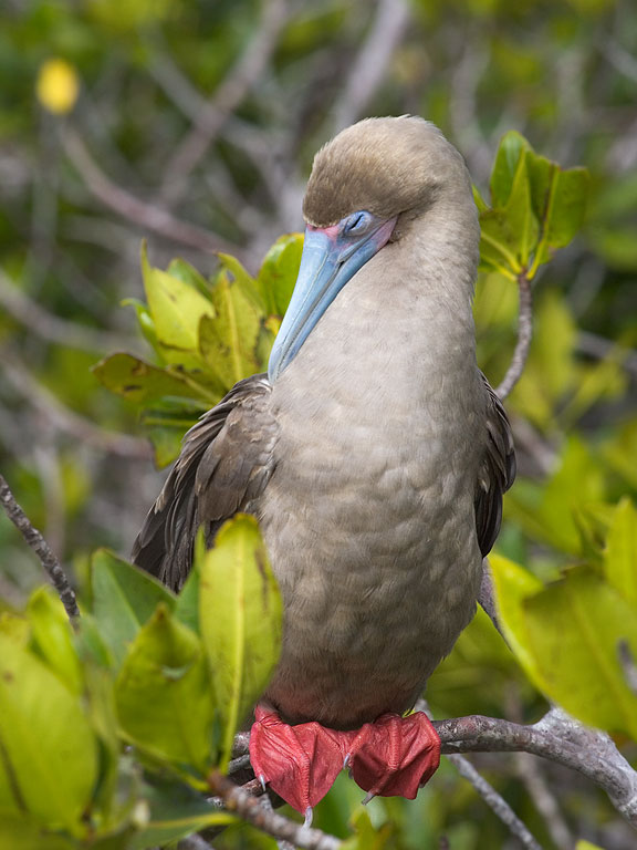 Red-footed booby, Genovesa Island, Galapagos.  Click for next photo.