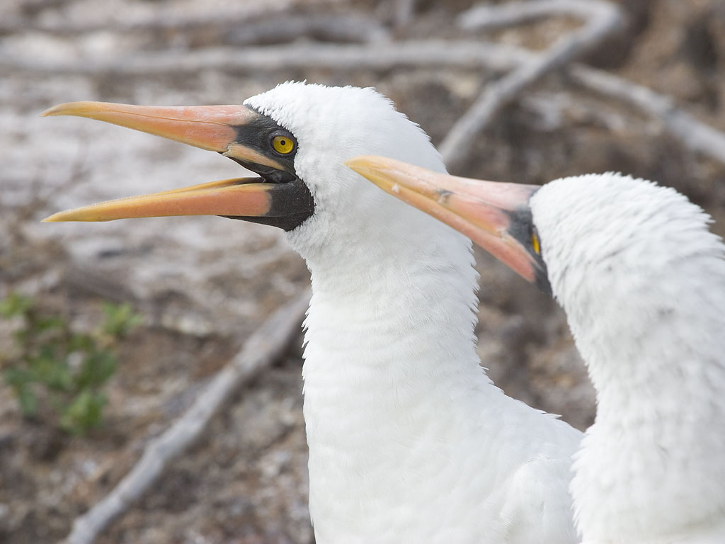 Nazca boobies, Genovesa Island, Galapagos.  Click for next photo.
