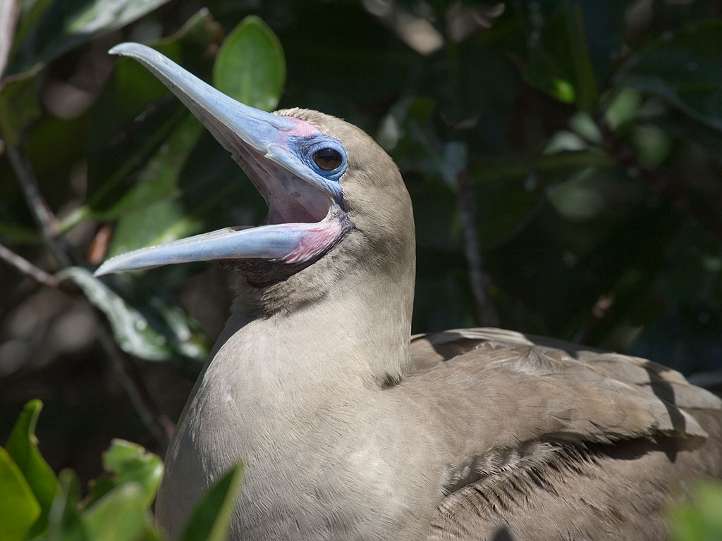 Red-footed booby, Genovesa Island, Galapagos.  Click for next photo.