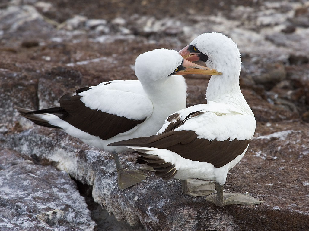 Nazca boobies, Genovesa Island, Galapagos.  Click for next photo.