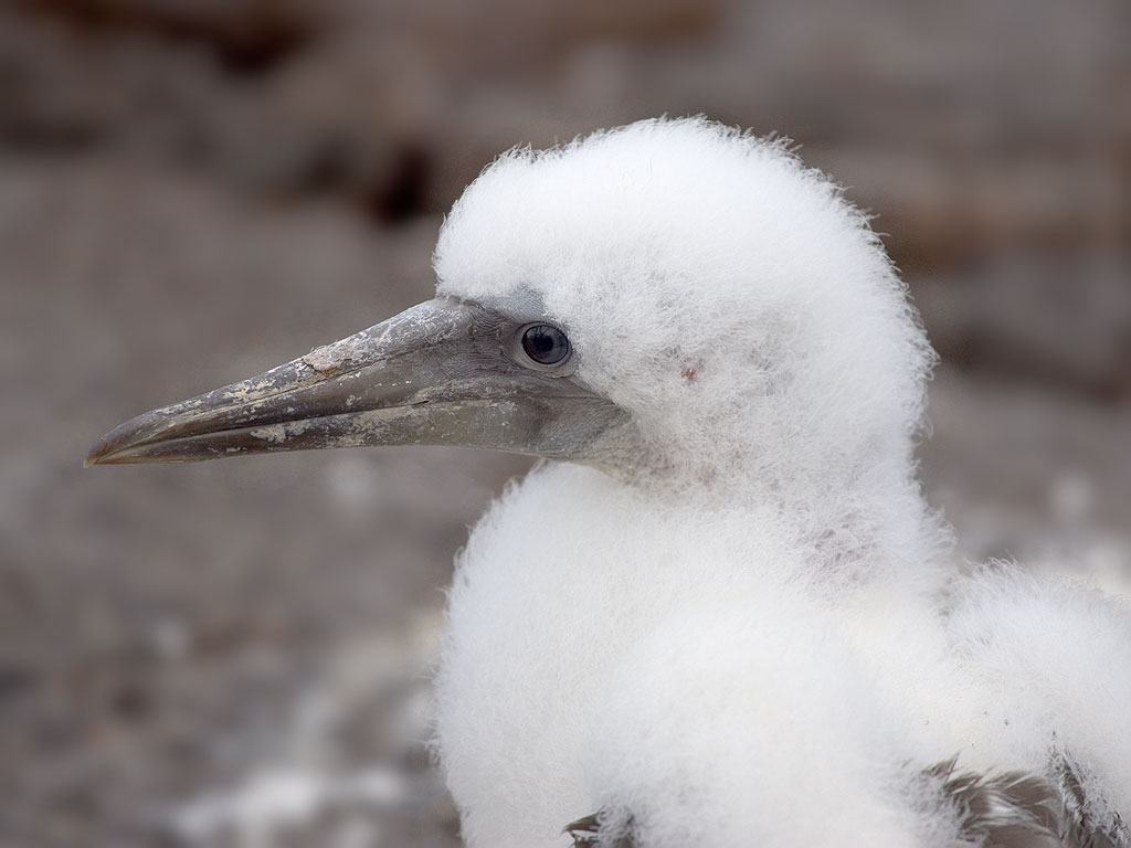 Older Nazca booby chick, Genovesa Island, Galapagos.  Click for next photo.