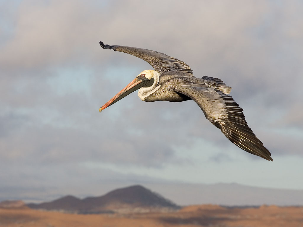 Brown Pelican, Bartolome Island, Galapagos.  Click for next photo.
