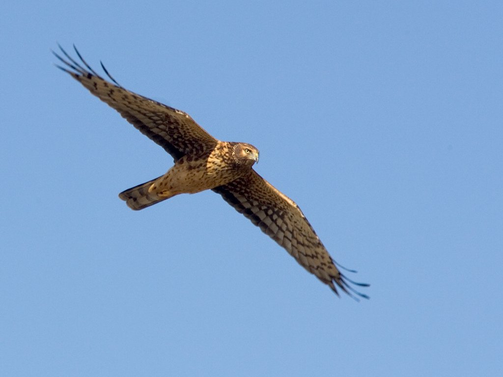 Northern Harrier, Bosque del Apache NWR, New Mexico.  Click for next photo.