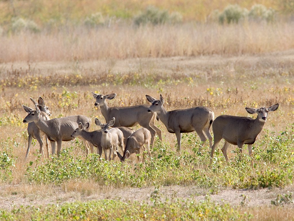 Herd of mule deer, Bosque del Apache NWR.  Click for next photo.