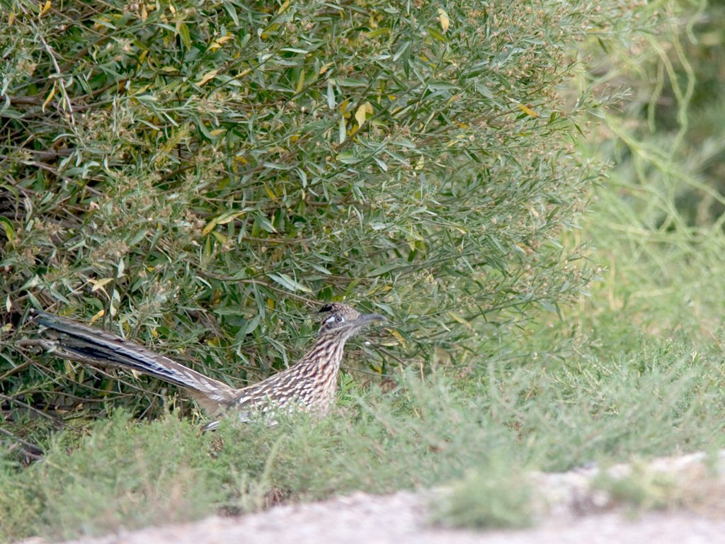 Not a great shot but how often do you see a roadrunner? Bosque del Apache NWR, New Mexico.  Click for next photo.