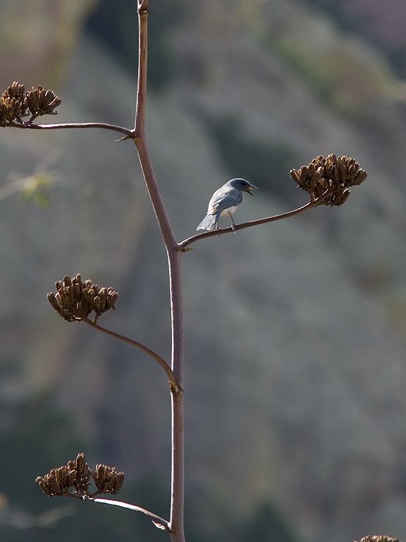 Mexican Jay with a berry, Cave Creek Recreational Area, AZ.  Click for next photo.