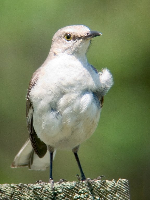 Bird at Wellfleet Wildlife Sanctuary (Mass Audubon), Canon S45 camera and Televue 85 telescope.  Click for next photo.