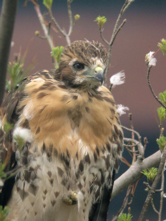 One of my first digiscoping efforts, Braintree Hawk.  Could not get this tight with a conventional telephoto lens to show the cottonwood fluff stuck in the branches, but shooting with this setup on a cloudy day through a thick window muddied the sharpness and contrast.  Click for next photo.
